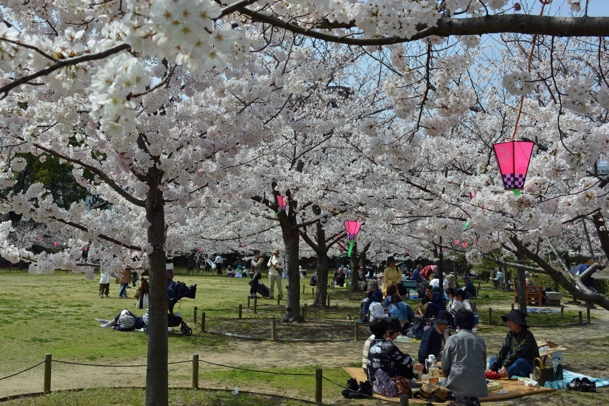玉藻公園桜の馬場のにぎわい 玉藻公園桜の馬場のにぎわい