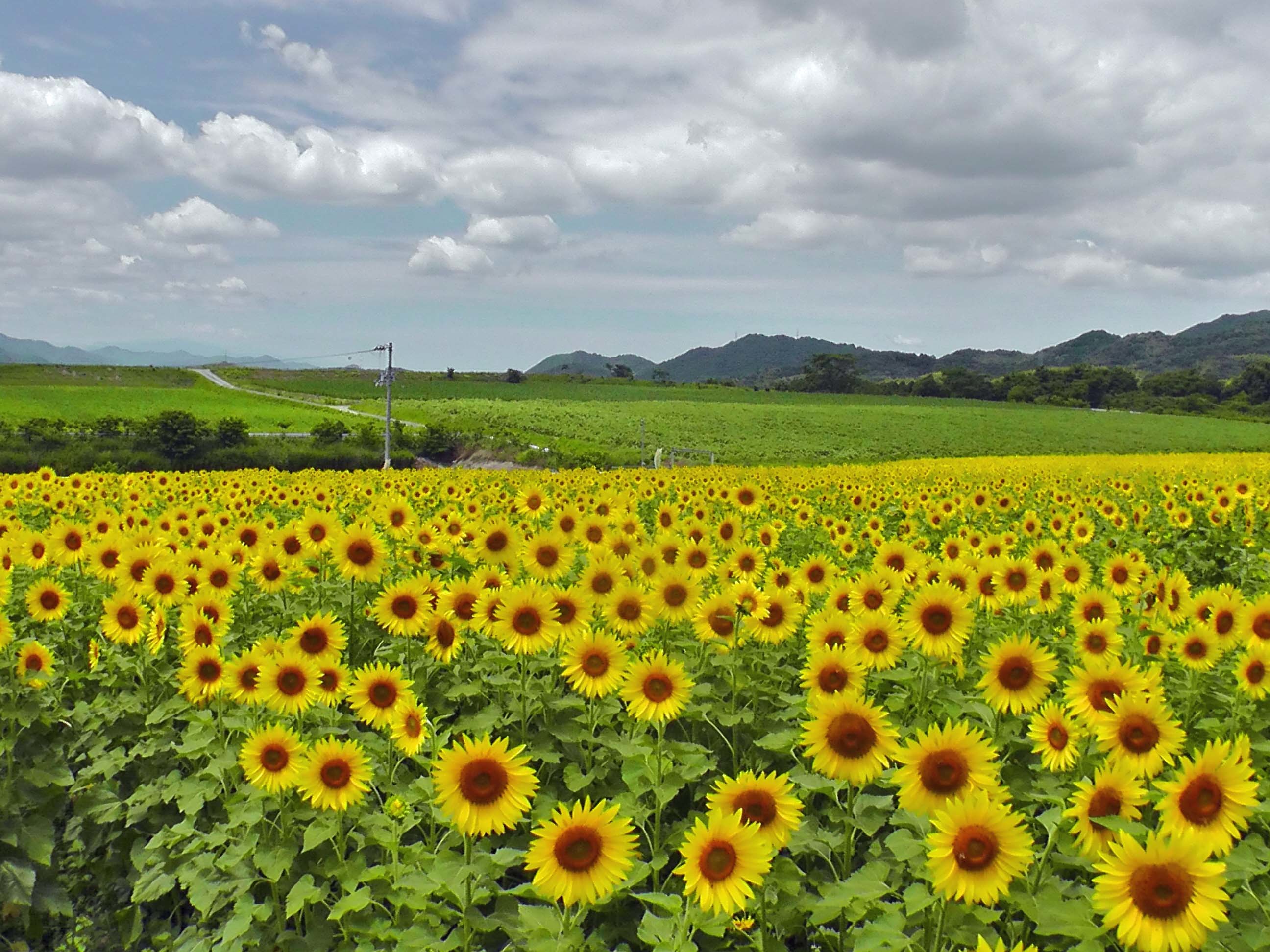 気持ちが晴れる ひまわり畑 気持ちが晴れる ひまわり畑